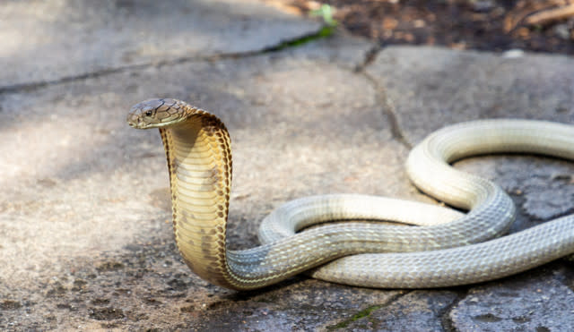 Zoo Keepers Perform Dangerous Health Check On Deadly King Cobra