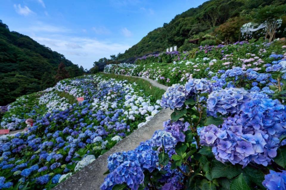 沿階梯而上種植的繡球花海，成就獨特花景。