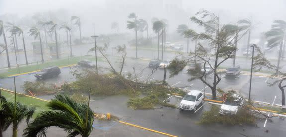 Trees are toppled in a parking lot at Roberto Clemente Coliseum in San Juan, Puerto Rico, on September 20, 2017, during the passage of the Hurricane Maria.