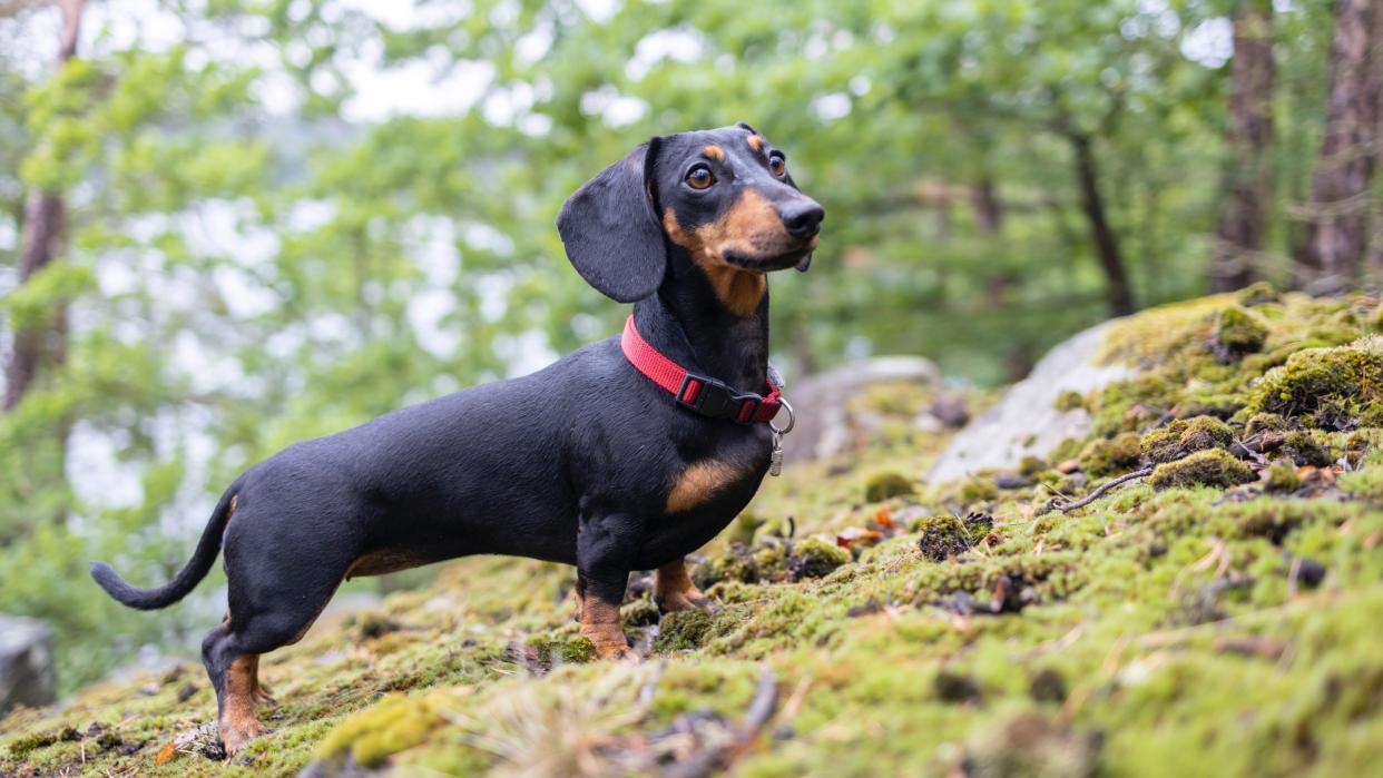  Cute dachshund in the forest. 