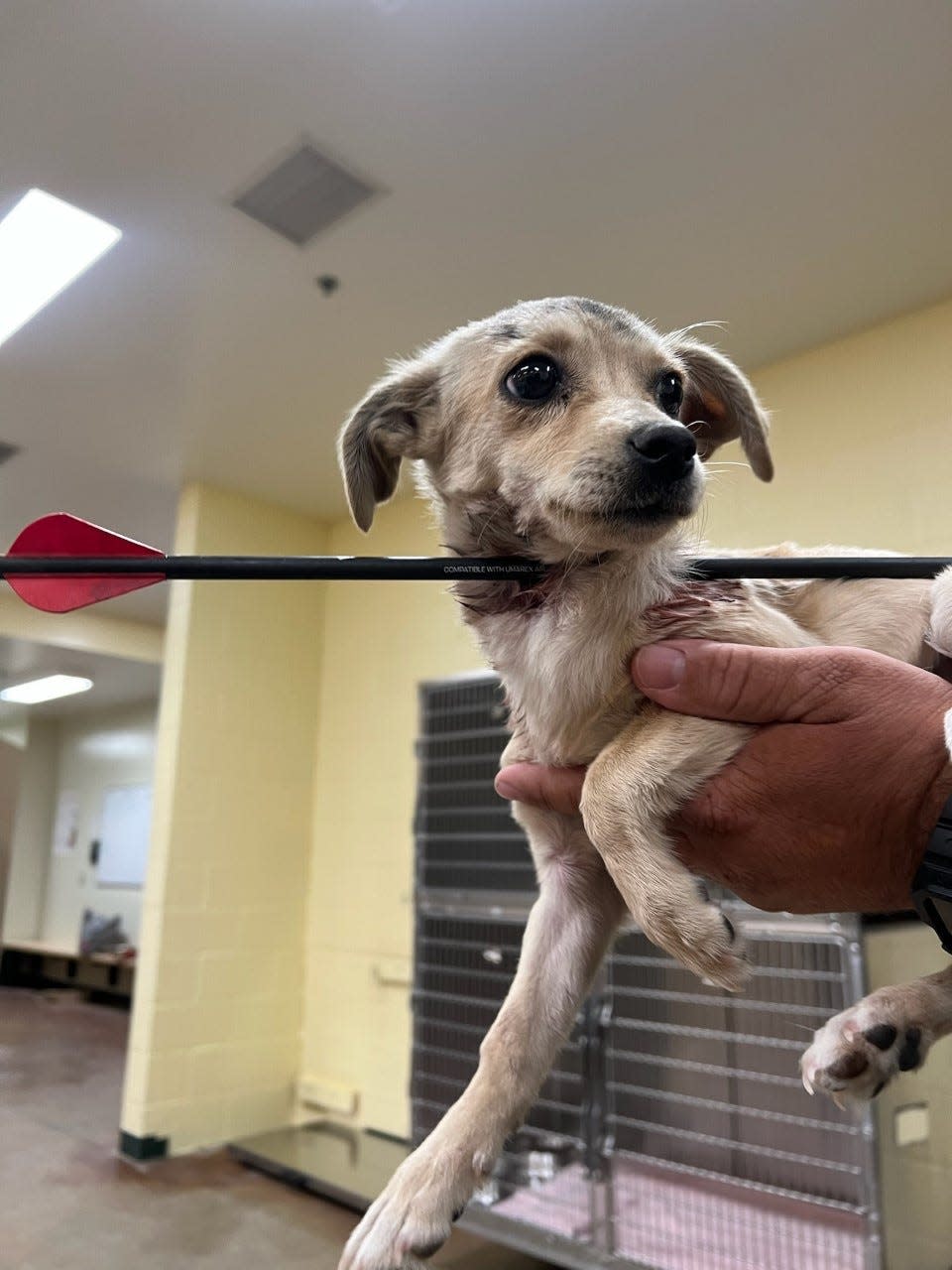 A 4-month-old chihuahua is expected to survive after being shot in the neck with an arrow.