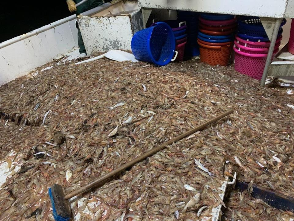 Shrimp collected on the deck of God's Gift, Craig Theriot's 55-foot Shrimp boat. The 2024 season has been hard on shrimpers, small shrimp are selling at a record low: $.35 a pound for small shrimp.