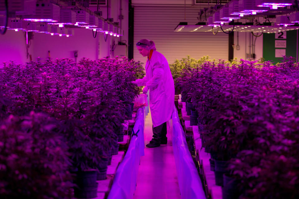 Europe’s CBD market is tipped to rise to $416m in 2019. Photo: Reuters/Carlos Osorio