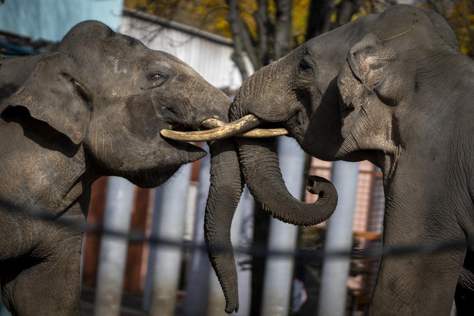 Two elephants face each other at Mykolaiv Zoo, Ukraine on Wednesday, Oct. 26, 2022. (AP Photo/Emilio Morenatti)