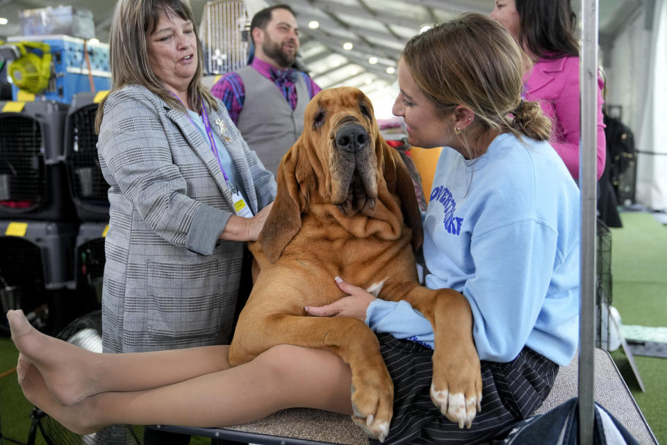 Trumpet, a Bloodhound, socializing in the kenneling area during the 147th Westminster Kennel Club Dog show, Monday, May 8, 2023, at the USTA Billie Jean King National Tennis Center in New York. (AP Photo/John Minchillo)