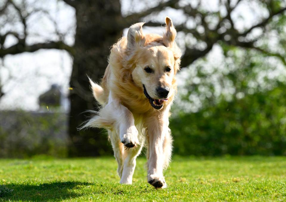 Trigger, a 9-year-old golden retriever, at Guide Dogs, a charity that helps pair dogs with people with vision impairment in the United Kingdom, has fathered more than 300 puppies.