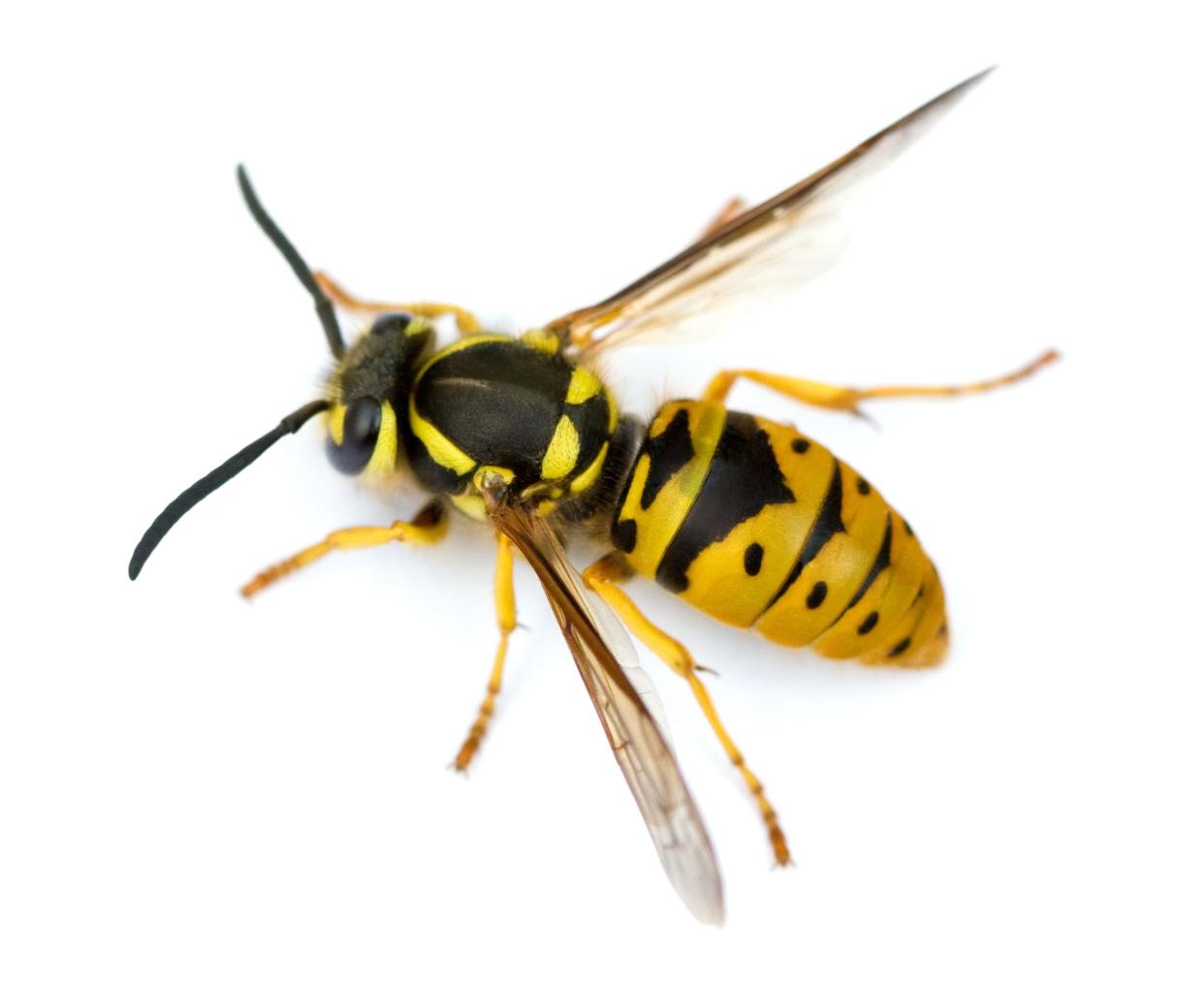 Pictured is a yellow jacket wasp, a black and yellow stripped winged insect, on a white background.