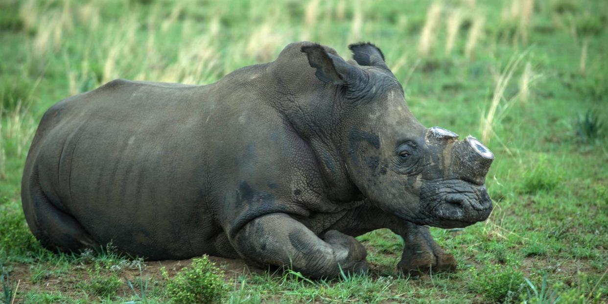 A de-horned rhino slowly wakes up after his horn was trimmed at John Hume's Rhino Ranch