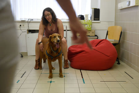 Bucka, the 11 year-old overweight mongrel dog, is seen during a test trying to find the reasons for obesity at the Ethology Department of the ELTE University in Budapest, Hungary, June 13, 2018. Picture taken June 13, 2018. REUTERS/Tamas Kaszas