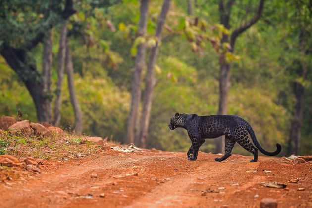 <p>Une panthère noire photographiée lors d'un safari dans le parc national de Tadoba, en Inde.</p>