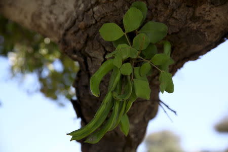 Unripe locust bean pods are seen on a carob tree at Anogyra, a community north of the city of Limassol in Cyprus, May 5, 2015. REUTERS/Yiannis Kourtoglou