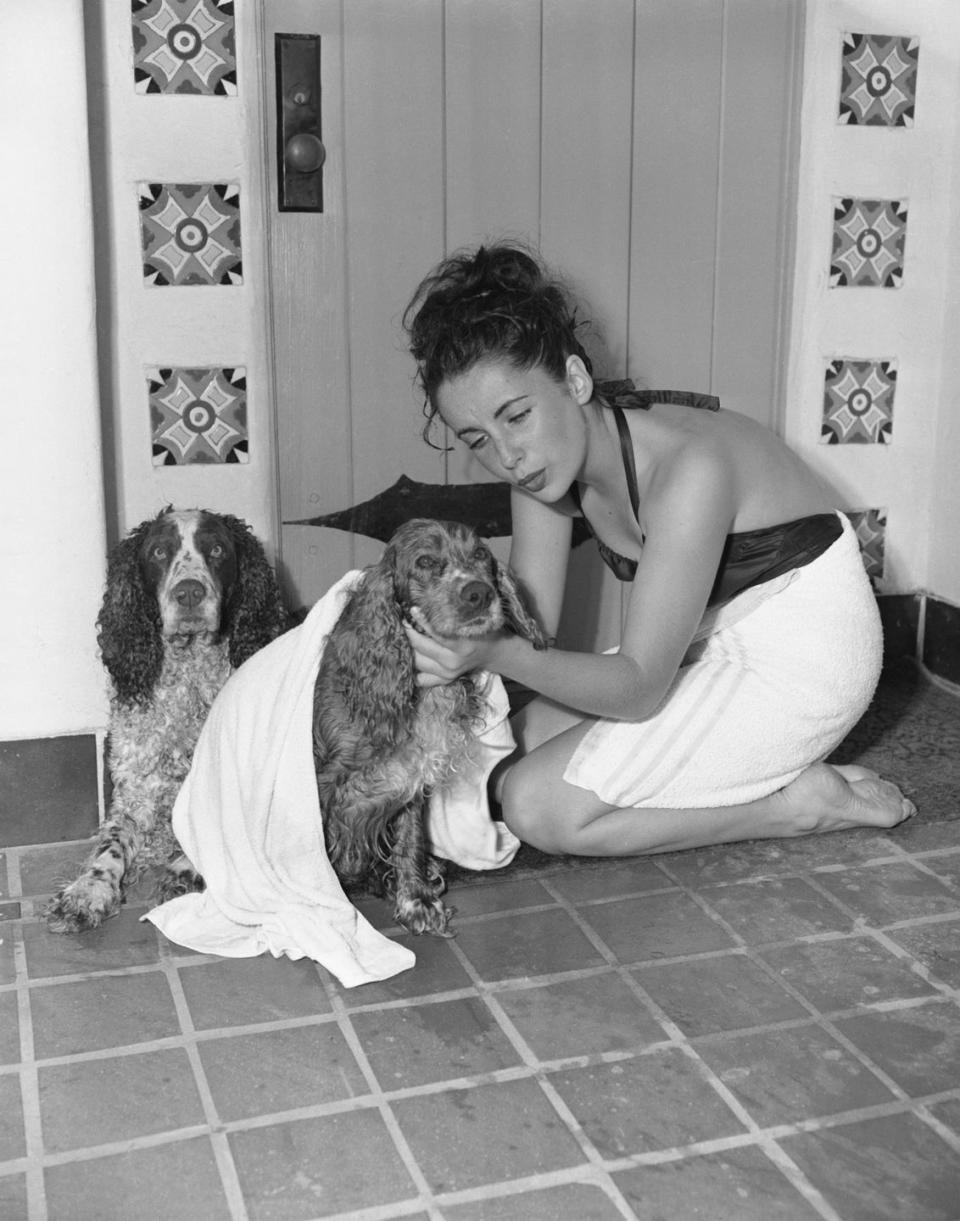 <p>Throughout her career, animal lover Elizabeth Taylor had been constantly surrounded by pets. In 1940, on one of her few days off from filming, she gave her Cocker Spaniels a bath. Here, the actress attends to Amy, who she named after her character in<em> Little Women</em>. </p>