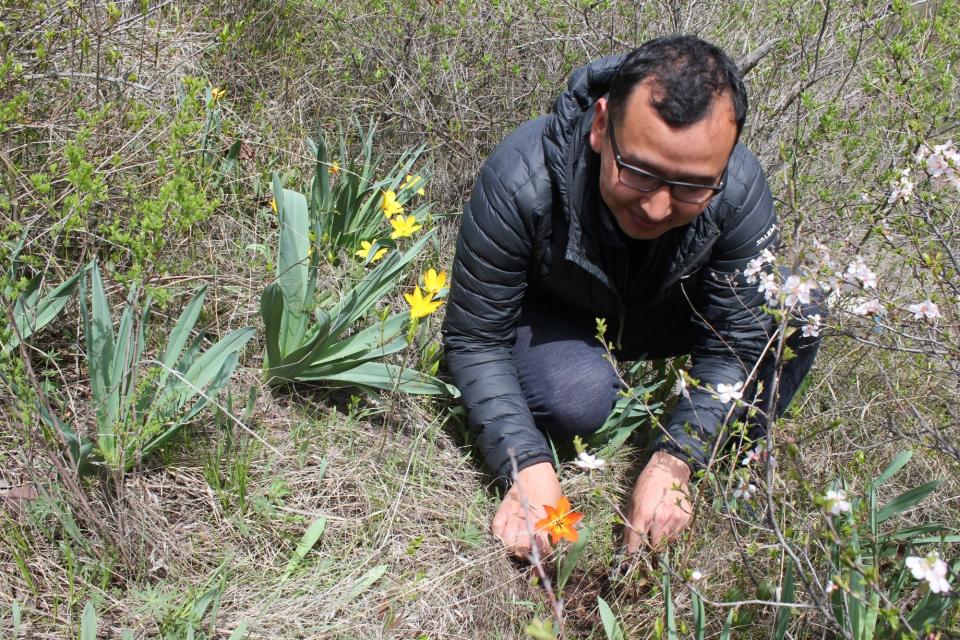 Ormon Sultangaziev, Fauna & Flora International, looking at a rare color form of Tulipa zenaidae.