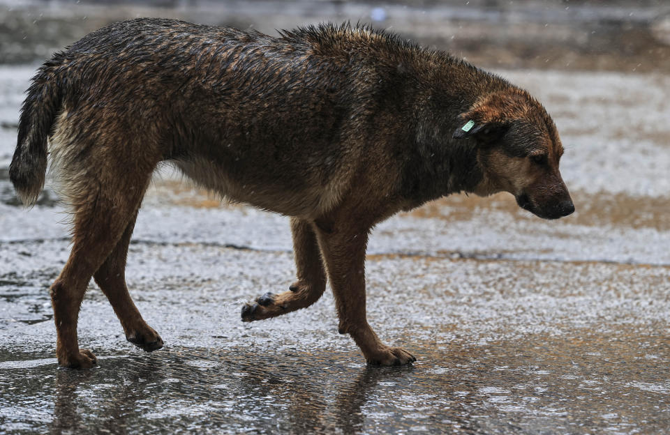 A black stray dog is seen walking in the rain