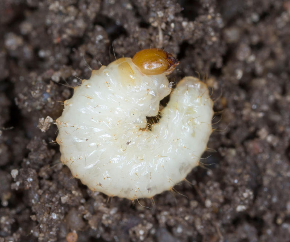 Vine weevil grub