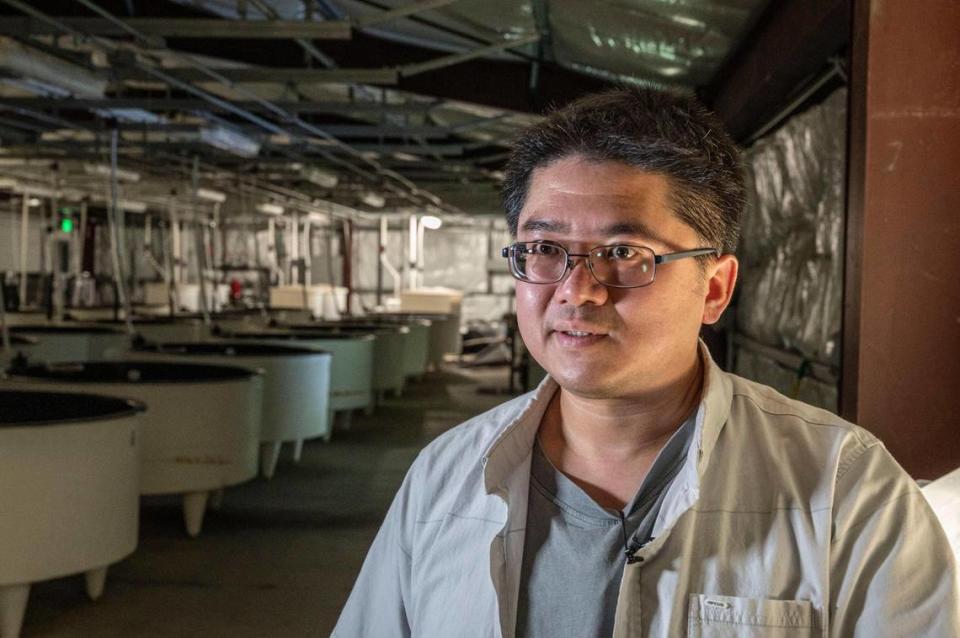 Tien-Chieh Hung, the director of the UC Davis Fish Conservation and Culture Laboratory, stands in July near fish tanks where he and his team work to preserve the endangered Delta smelt at the mouth of the California Aqueduct.