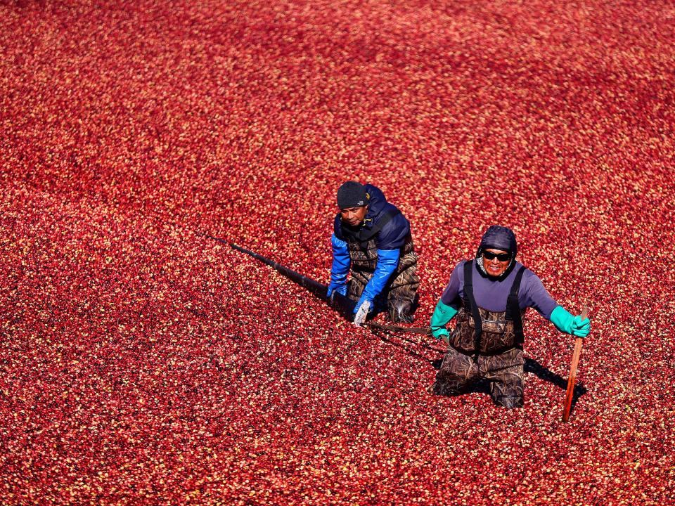 cranberry harvest in Massachusetts