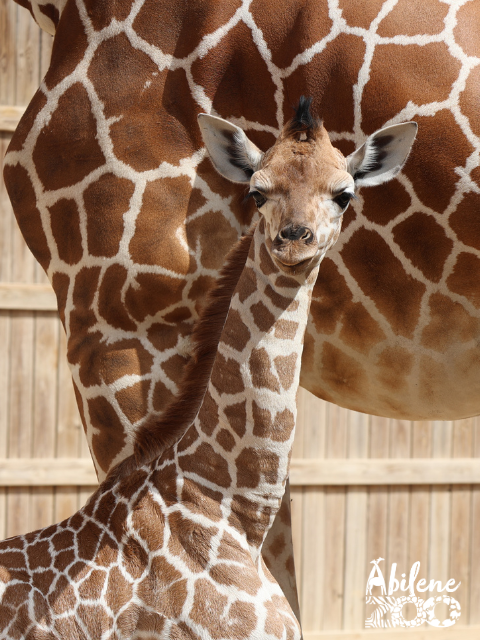 An undated photo from the Abilene Zoo, shows Makena, the baby giraffe which passed away on April 8.