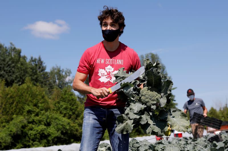 FILE PHOTO: Canada's PM Trudeau harvests broccoli on Canada Day in Ottawa