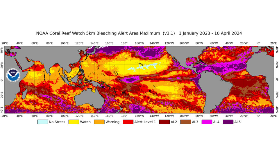 satellite image showing bands of orange, yellow and purple around earth's oceans, which indicate areas that experienced marine heat stress.