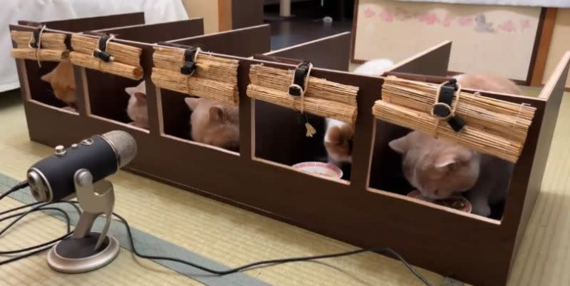 ▲有日本飼主想出辦法，建造出「貓版一蘭拉麵店」，解決多貓放飯爭食的難題。（圖／Twitter@jirosan77）