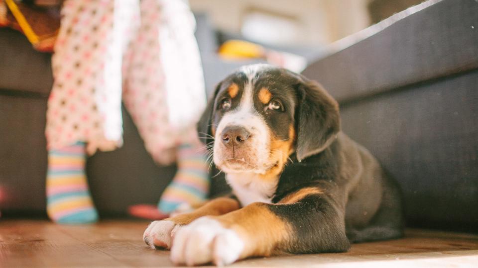 a greater Swiss moutain dog puppy lies on the floor in a house