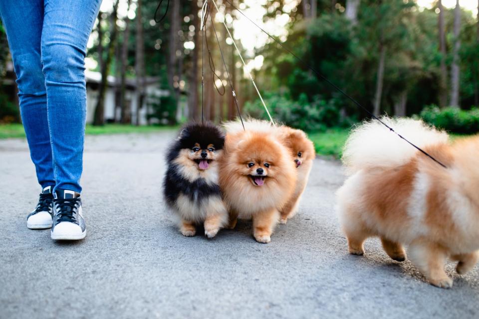 Dog walkers could be at risk of serious hand injuries if they don’t control their pets correctly, surgeons have warned.Incorrect usage of leads and collars is contributing to “many serious injuries” amongst pet owners, according to the British Society for the Surgery of the Hand (BSSH). It revealed that one hospital alone – the Royal Cornwall Hospitals NHS trust - treated 30 serious hand injuries caused by “dog lead or collar misuse” in just a single year.Fractures, lacerations, dislocations and friction burns are the most common injuries incurred by unlucky dog owners, according to doctors.Injuries are frequently more than just superficial, say surgeons, with some being seriously debilitating and taking up to a year for a full recovery.In an effort to minimise further injuries, the BSSH has issued advice on the correct way to hold leads and collars.They recommend that dog owners should not wrap the lead around their wrists, hands or fingers, or hook their fingers under a dog’s collar. Surgeons also advise keeping bigger dogs on short leads to restrict them from building up speed. Consultant surgeon Rebecca Dunlop, from Royal Cornwall Hospital in Truro, told the Daily Mail: “Dogs have a wide range of health benefits for their owners, including reducing stress and helping people stay active.”But having seen many serious injuries caused by dog leads and collars, I want dog lovers to be aware of the simple steps they can take to avoid severe damage to their hand.”A common injury seen by Dunlop is spiral fractures of the finger bones, which is caused by incorrect handling of dog collars and leads and often requires surgery to fix. “We want to ensure that dog owners are able to carry on enjoying time with their dogs without risking damage to their hand and time in hospital,” she said. Up to eight and half million dogs are kept as pets in the UK, according to RSPCA figures.