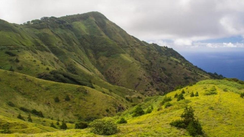 La Montaña Verde es un ecosistema hecho por el hombre donde las especies introducidas y las plantas nativas evolucionaron juntas.