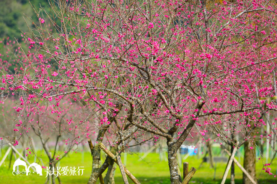 宜蘭10處賞櫻秘境