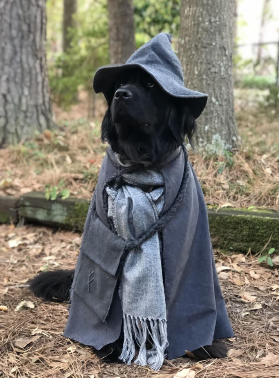 dog dressed in a robe and hat