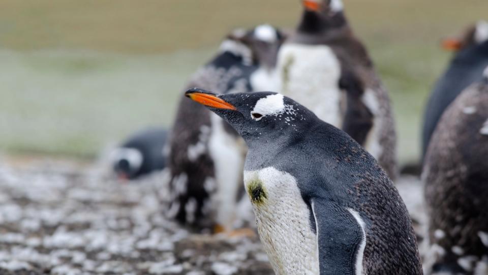 a photo of gentoo penguins antarctica post office job count penguins 