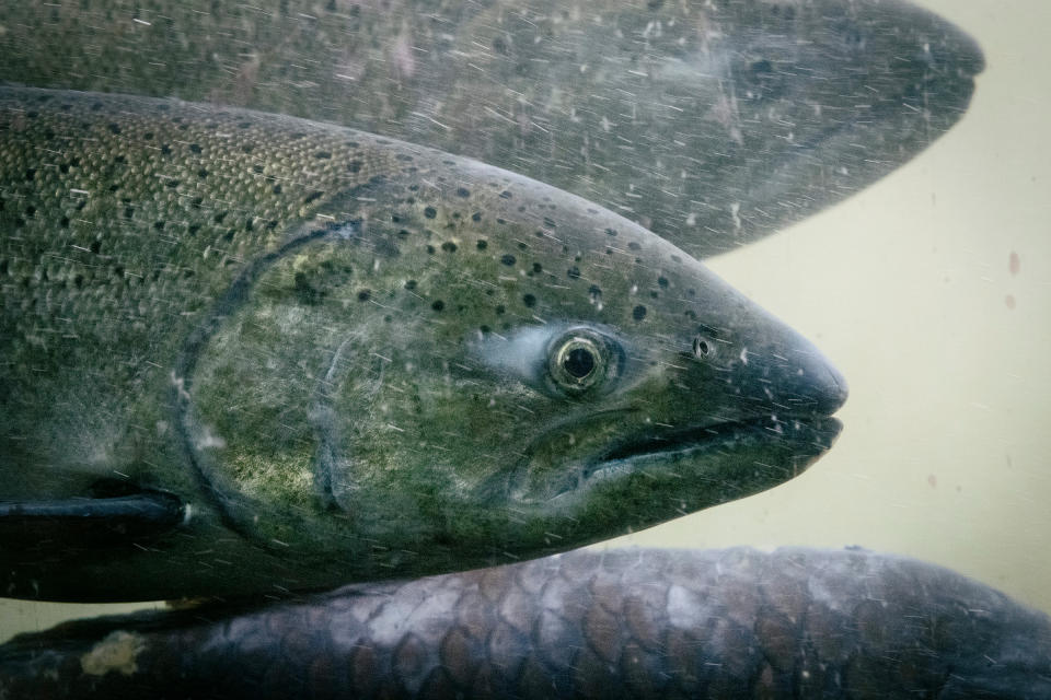 Chinook salmon swim upstream inside a fish ladder at the Lower Granite Dam.