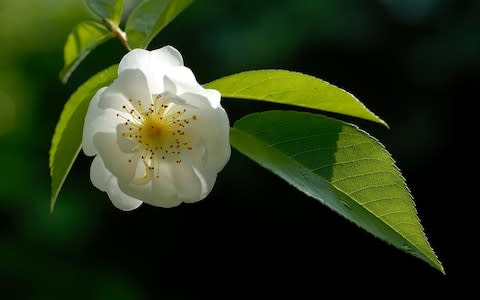 Rambler rose 'Bobby James' - Credit: Alamy