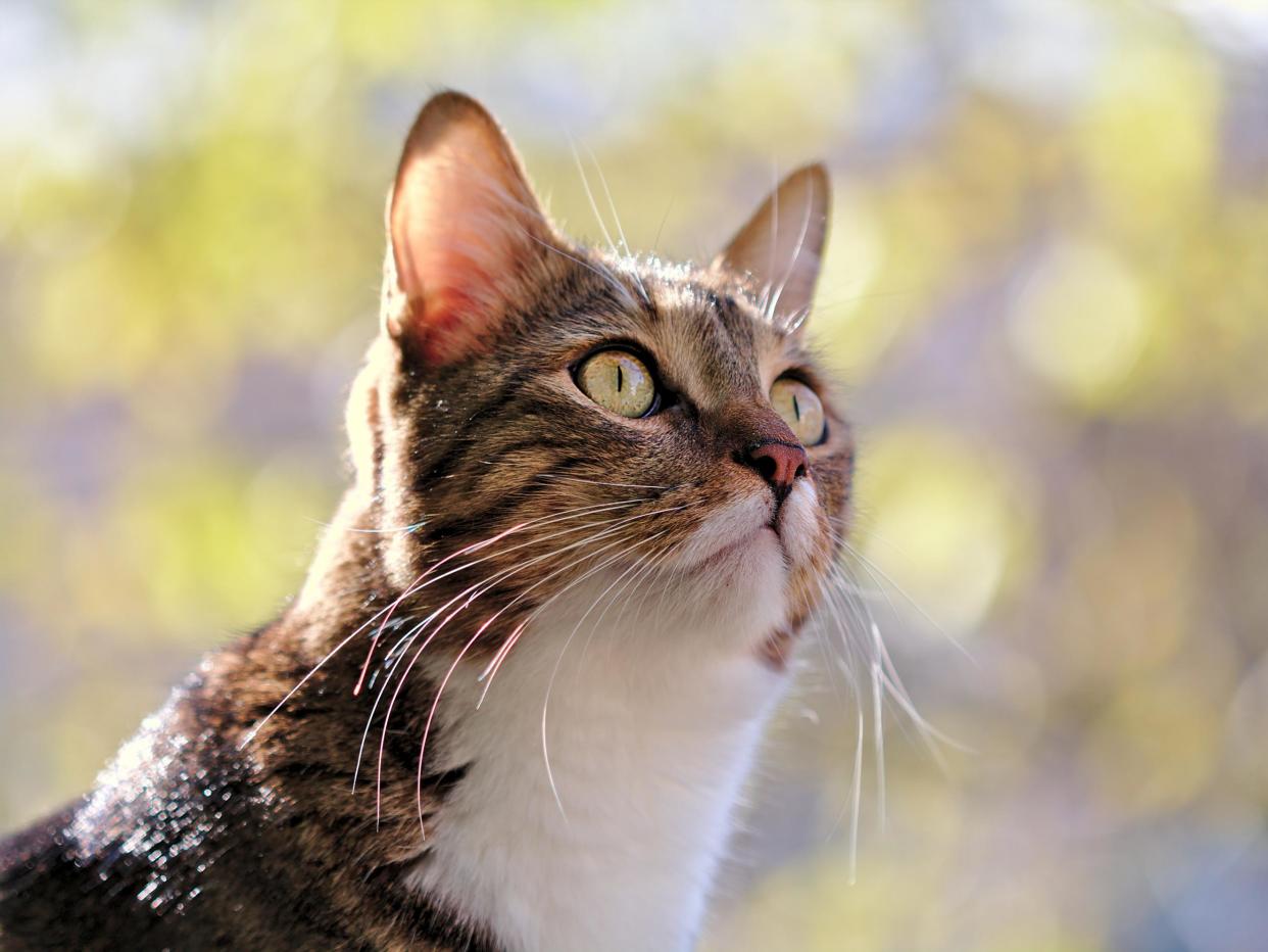 Sussex Police are investigating seven reports of attacks on cats: Getty/iStock