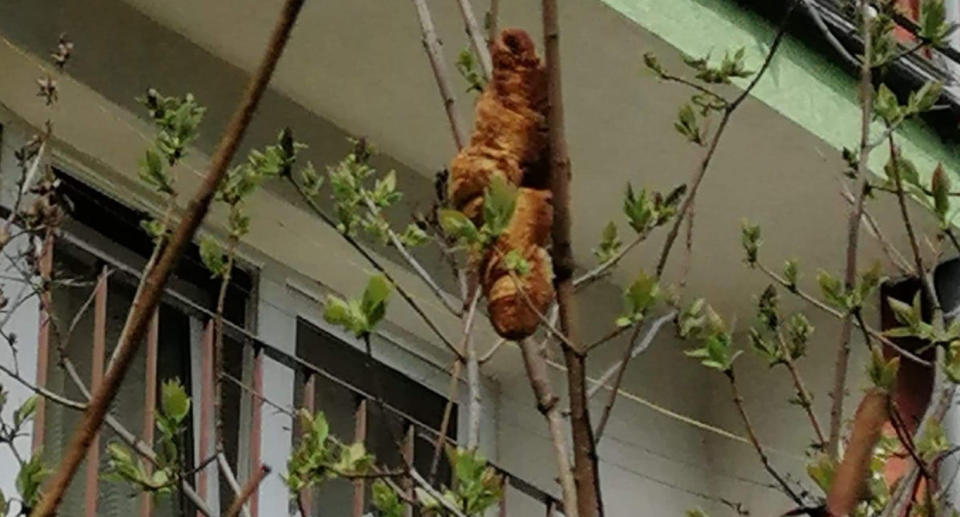 A croissant seen in a tree in Krakow, Poland.