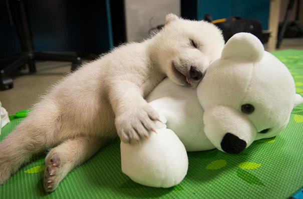 <p>Ein Zoo hat dieses Foto eines jungen Eisbären veröffentlicht und damit nicht nur Herzen zum Schmelzen gebracht, sondern auch die Besucherzahlen in die Höhe getrieben. (Foto: Columbus Zoo) </p>