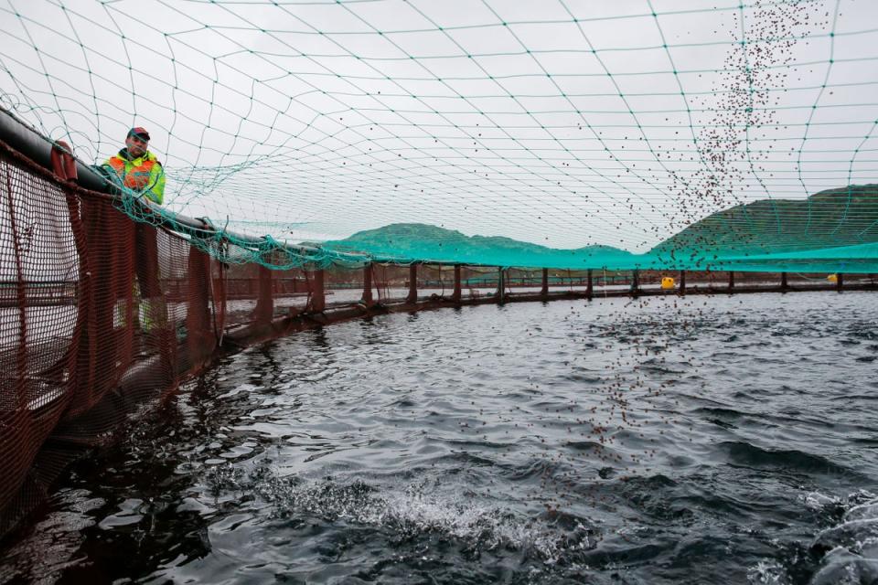 Russian fish farming company Russian Aquaculture’s salmon and trout farm operating in Ura Bay in the Barents Sea n 2017 (AFP via Getty Images)