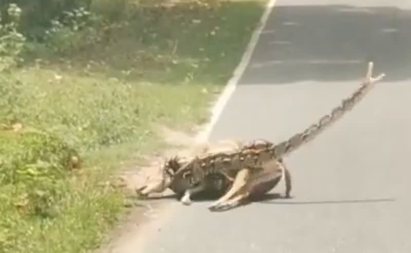 La pitón intenta atacar al humano que le golpea con una rama, mientras mantiene atrapado al ciervo. (Imagen del vídeo subido a twitter por @_VineetVashist).