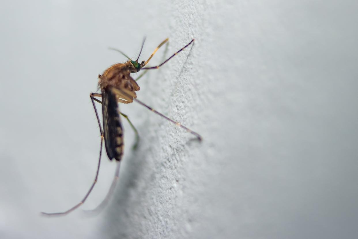 <p>Mosquito chupador de sangre cerca disparo macro. También conocido como mosquito Culiseta annulata en hoja verde. Se propaga el dengue, el chikungunya, el mayaro y la fiebre amarilla.</p> (Getty Images/iStockphoto)
