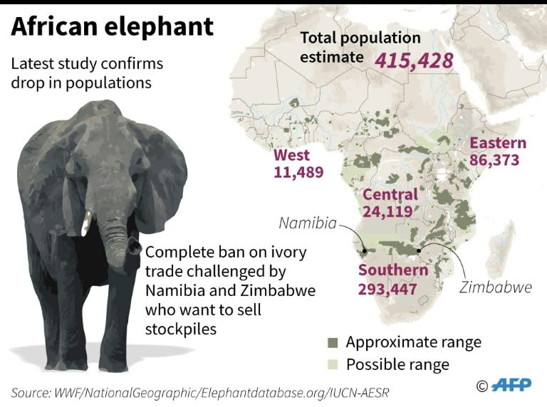 African elephant