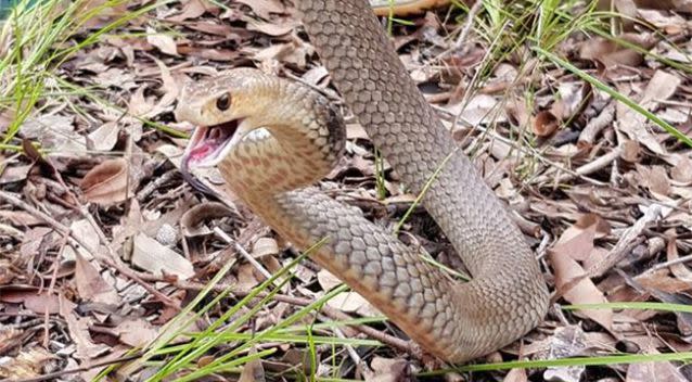 The family were relieved when they found the snake. Source: Facebook / Gold Coast and Brisbane snake catcher