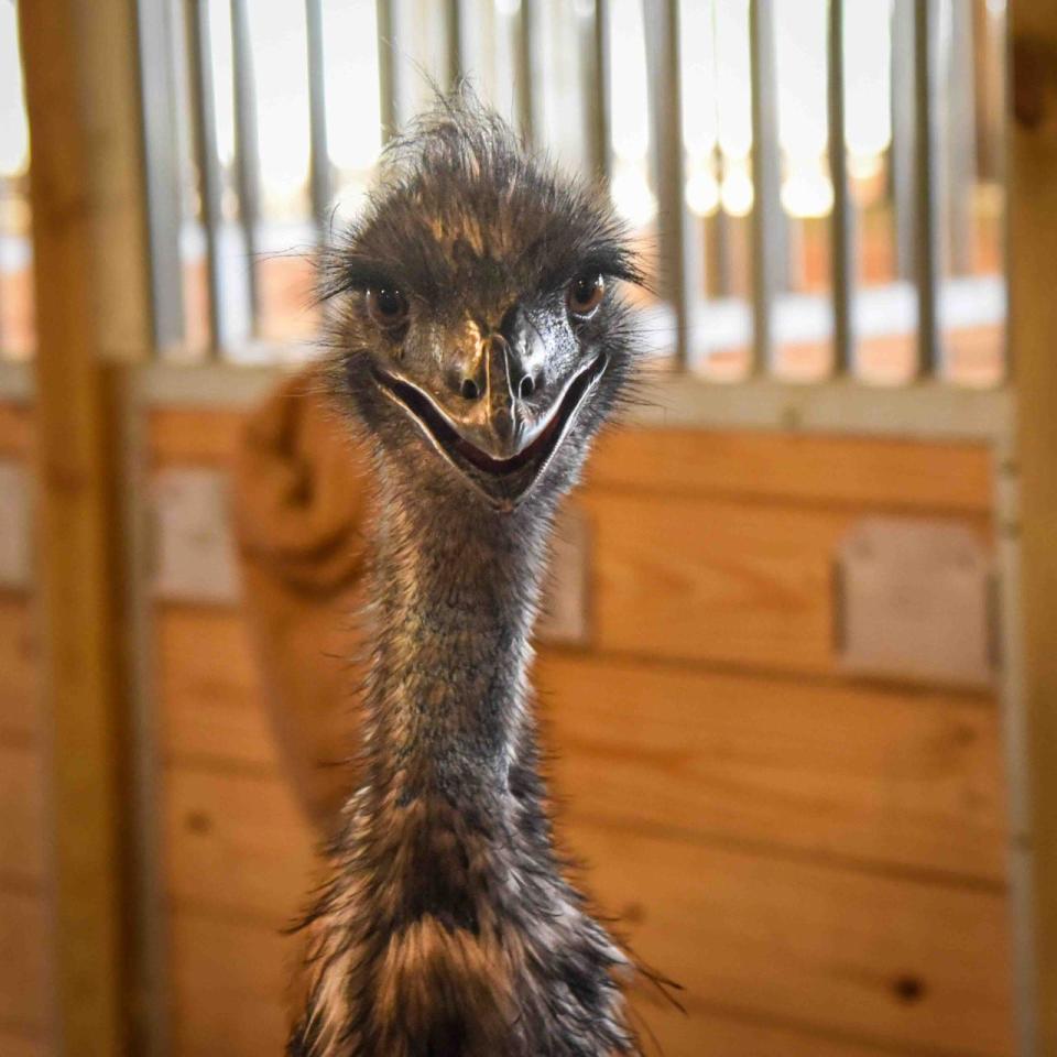 An emu named Jerry was taken into protective care from a Dighton owner by the Massachusetts Society for the Prevention of Cruelty to Animals in January 2022. They are now available for adoption in August 2022.