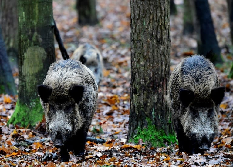 Berlin is home to around 3,000 wild boars but their behaviour has changed as they become more fearless and venture into the heart of the German capital, while daytime sightings are also more common