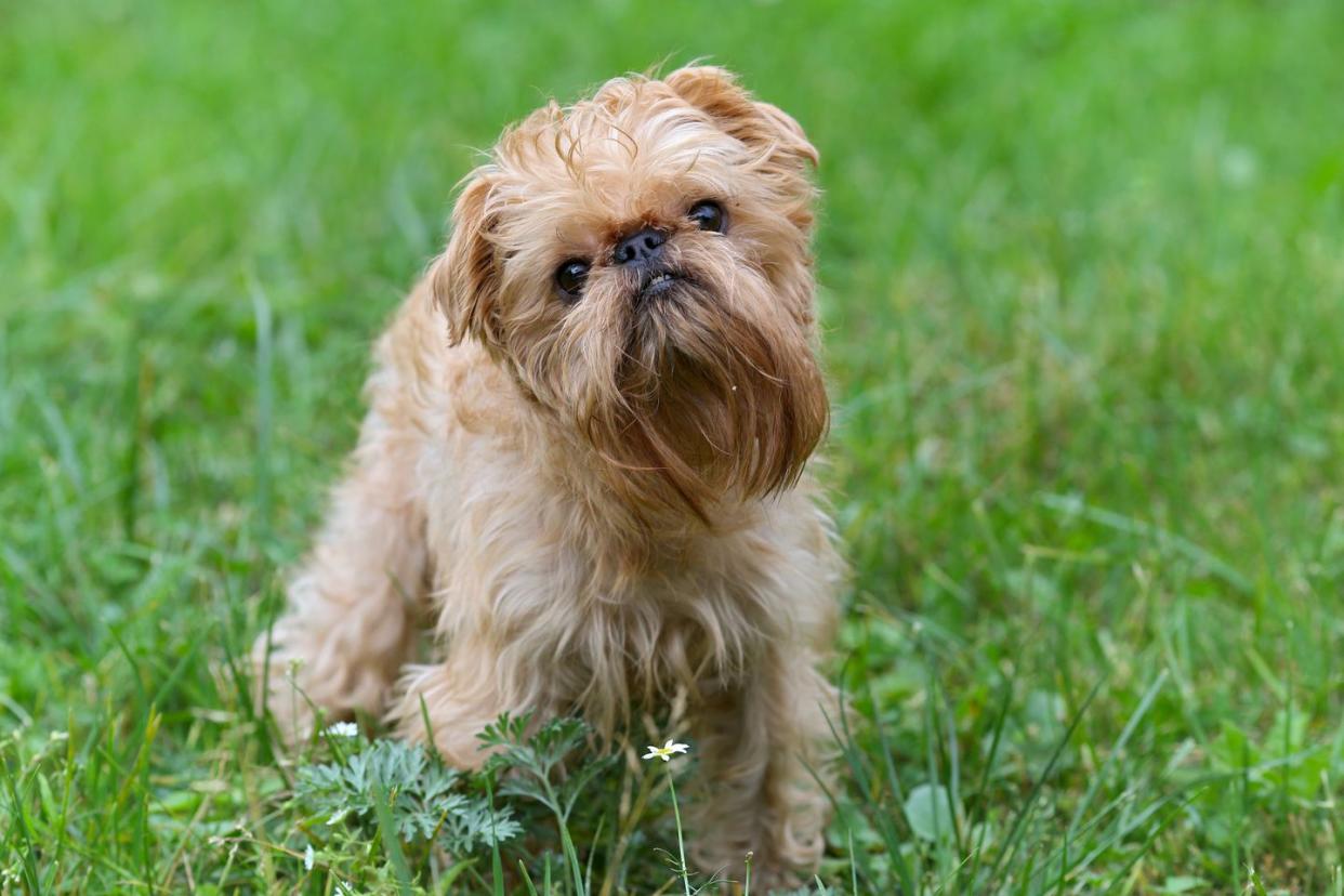 small dogs brussels griffon