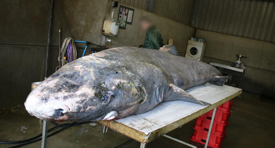 The juvenile shark after it was reeled in by fishermen.