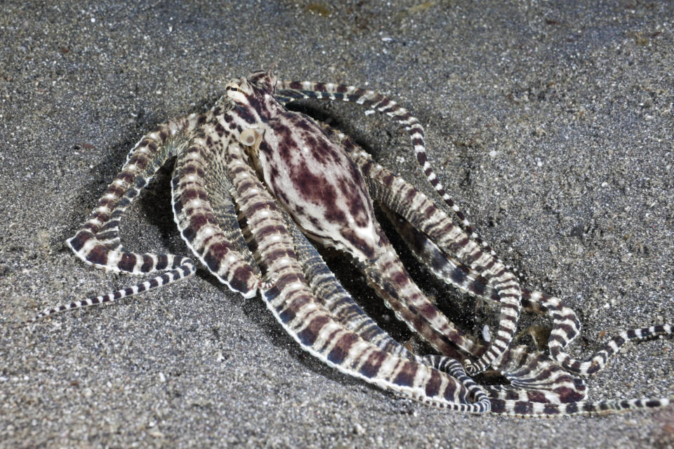 File: This octopus in Indonesia took on the appearance of a venomous sea snake