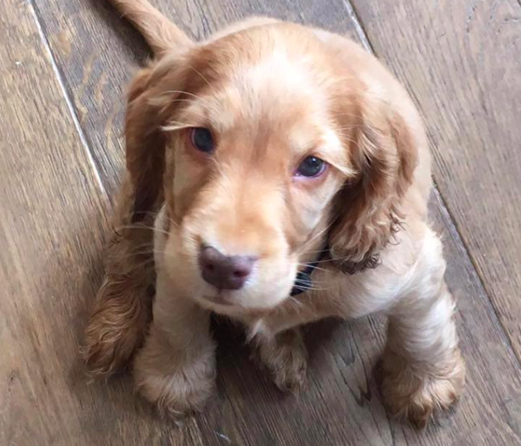 <em>Rudi has been named the cutest pub dog in Britain (SWNS)</em>