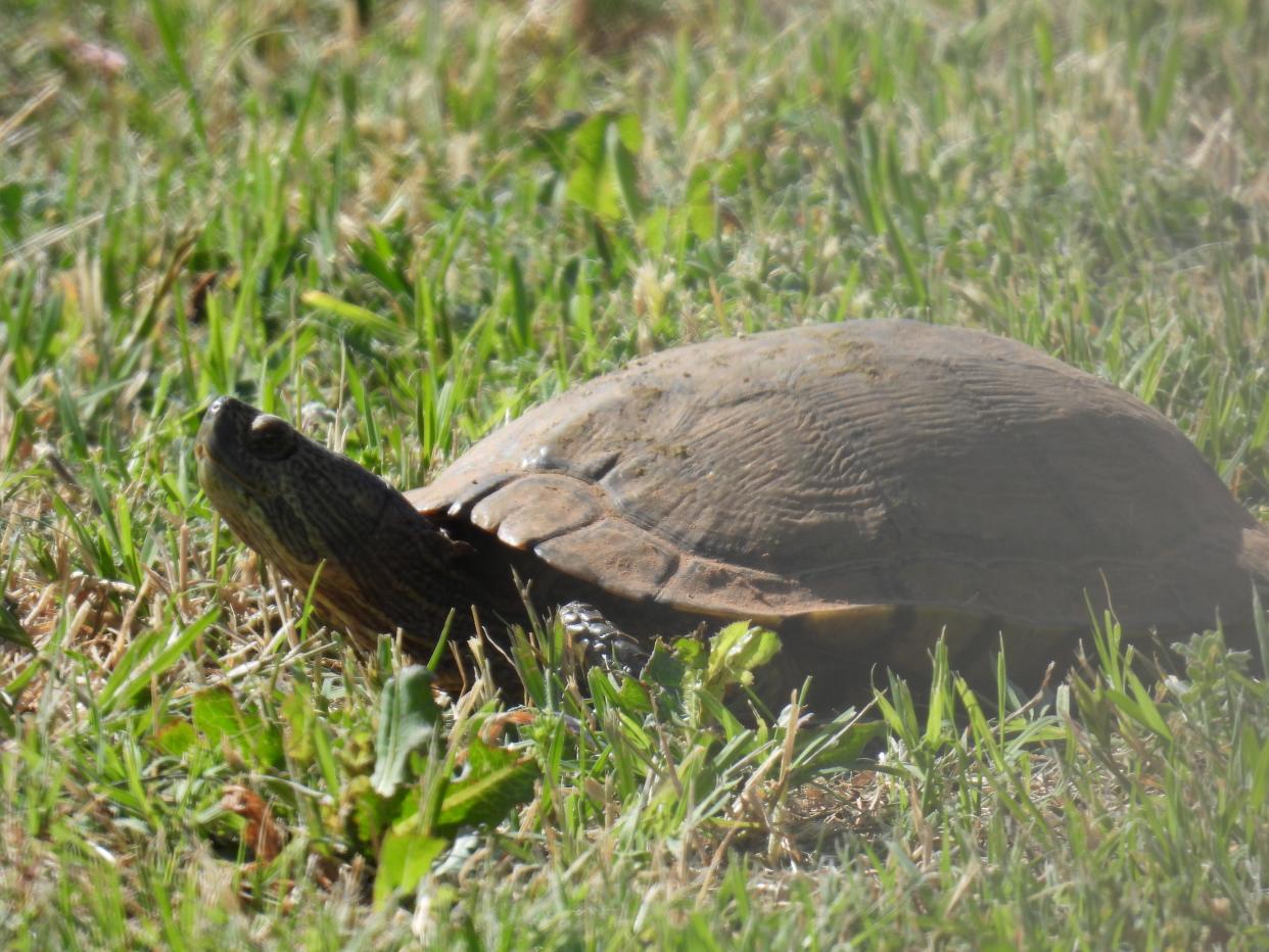 River Cooter turtle seen in May 2023 in north Iowa Park.