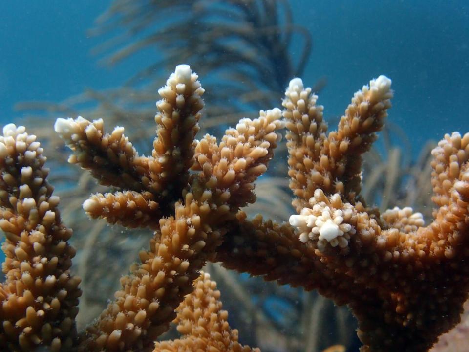 An undersea view of staghorn coral branches, the tips of which are bleached white.