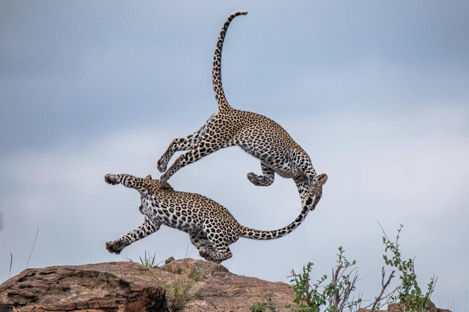 According to NWF: Luck graced Patricia Hennessy on the first day of her first trip to Africa. In Kenya’s Samburu National Reserve, she and her guide spotted two leopard brothers frolicking in the brush. Suddenly, they leapt onto a rock, and for just a few seconds, their bodies arched against the African sky, forming a circle of life in motion. “What I came back with will last me a lifetime,” says Hennessy. “There are no words.” PATRICIA HENNESSY, 2020 National Wildlife® Photo Contest